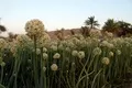In bloom