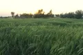 Fields of Green