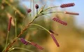 Local flora in the riverbed.