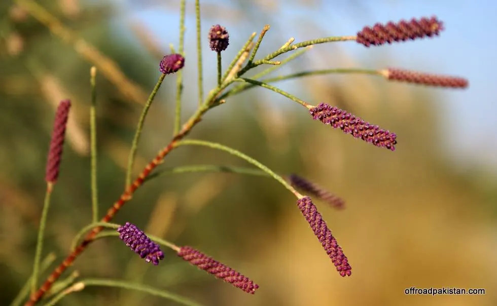 Local flora in the riverbed.