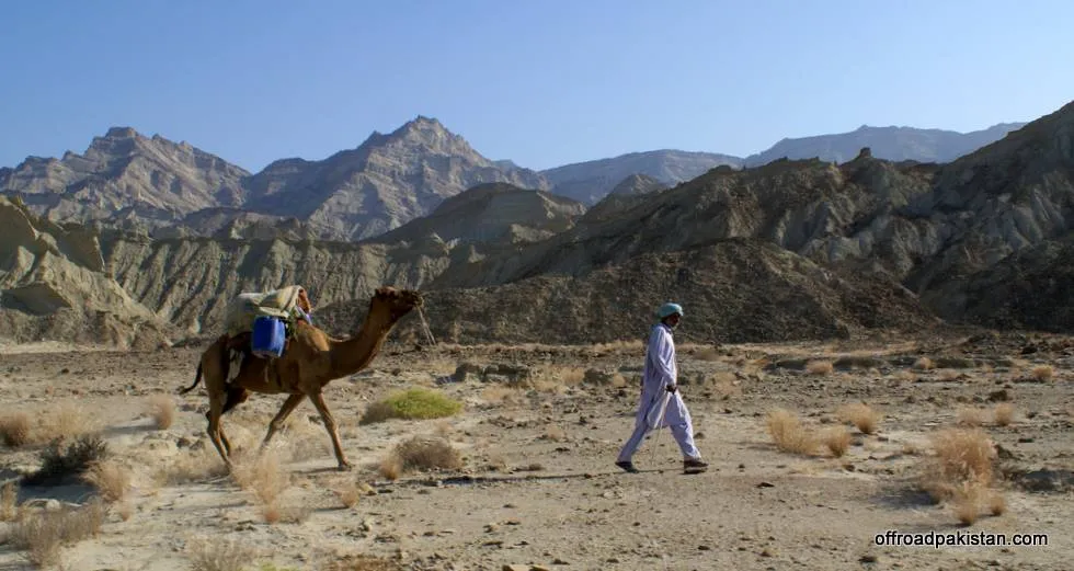 On Day 2 we caught up with the camel