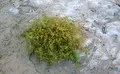 A bush growing in the harsh terrain.