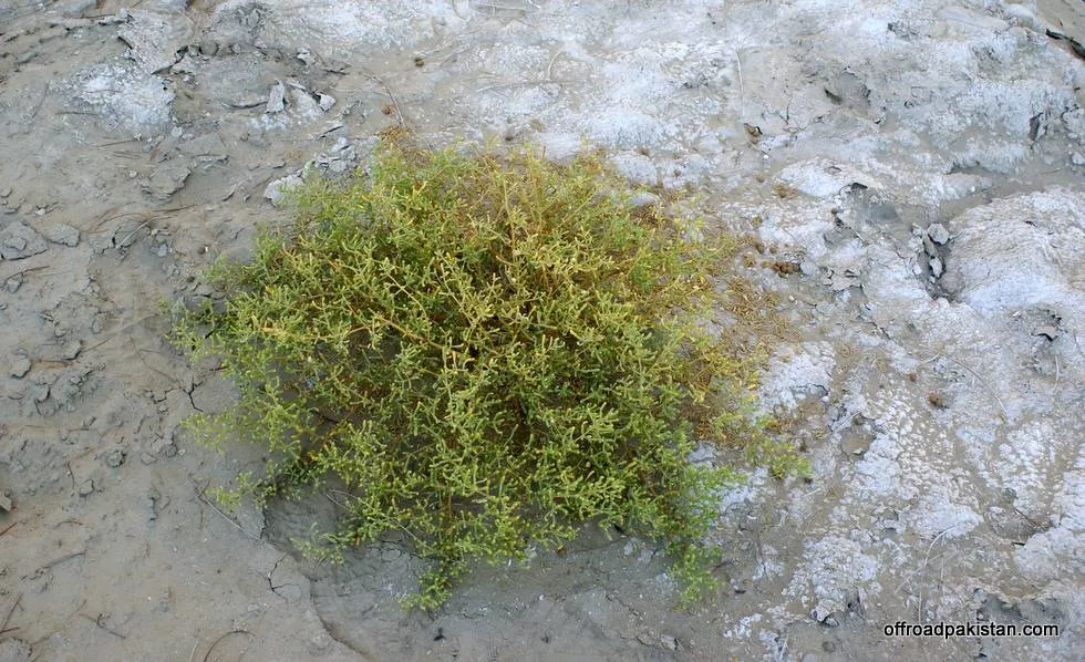 A bush growing in the harsh terrain.