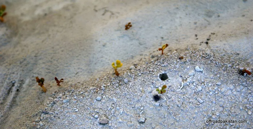 A few small twigs cling tenaciously to the mighty harsh terrain.