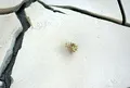 A lone little plant in the making.
