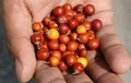 Pheesh berries. These grow in abundance along the river bed.