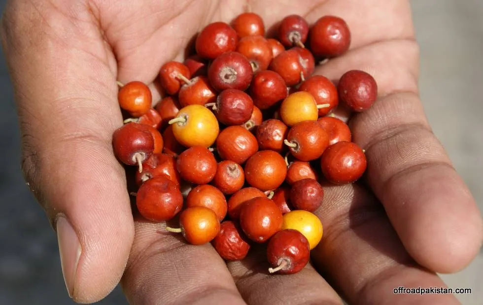 Pheesh berries. These grow in abundance along the river bed.