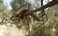 A dead tree trunk washed up high in a tree after the floods.