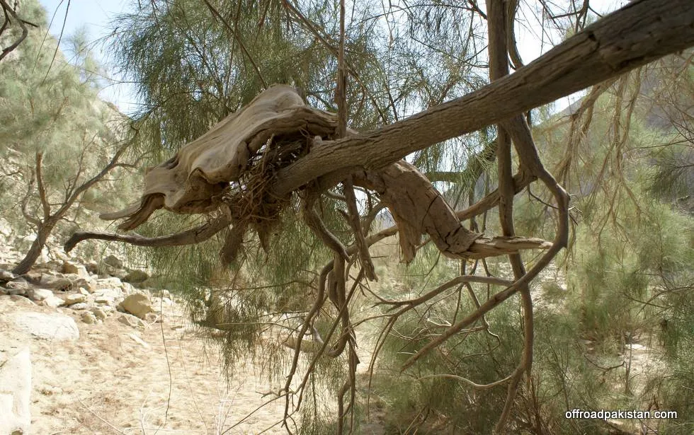 A dead tree trunk washed up high in a tree after the floods.