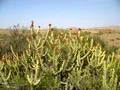 Cactus - flowering! They are not many