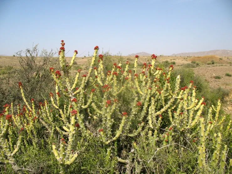 Cactus - flowering! They are not many