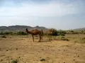 Camels - Sorh Valley