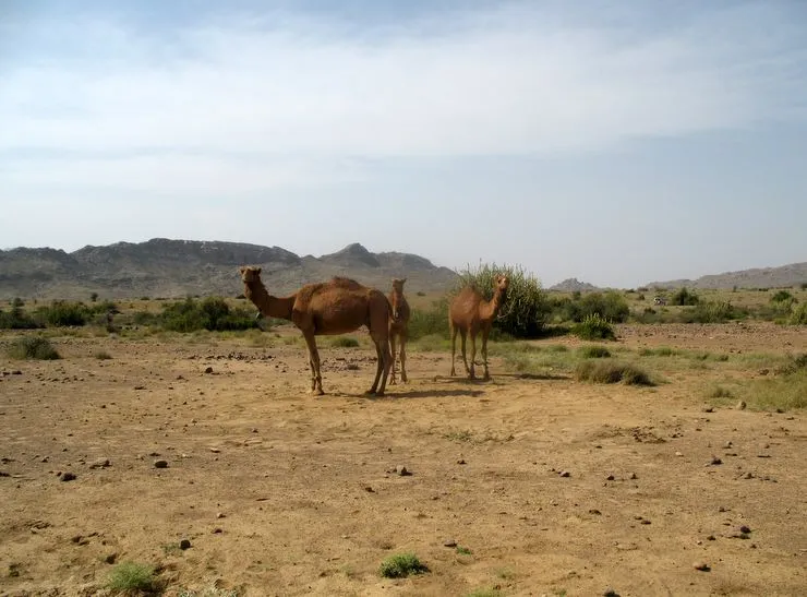 Camels - Sorh Valley