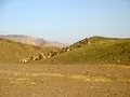 Goats graze on a hill in Sorh Valley