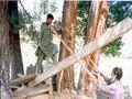 Cutting Wood