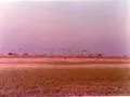 Migratory birds