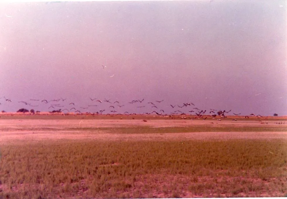 Migratory birds