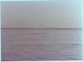 A blind dolphin surfacing in the Indus River