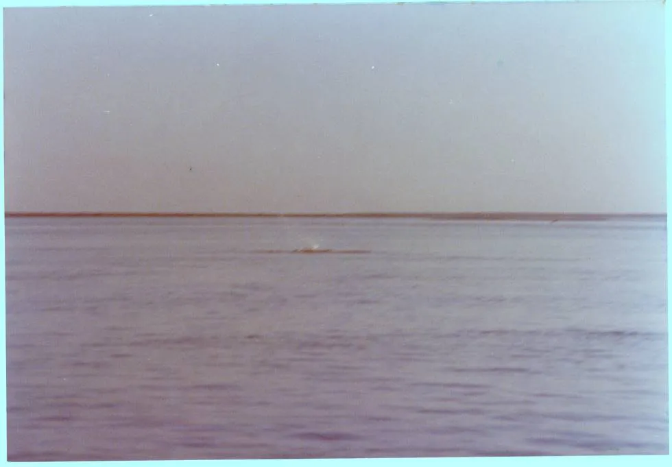 A blind dolphin surfacing in the Indus River