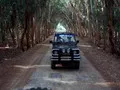 Eucalyptus Forest