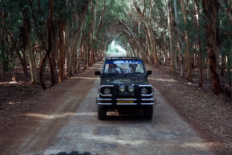 Eucalyptus Forest
