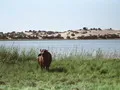 Buffalo