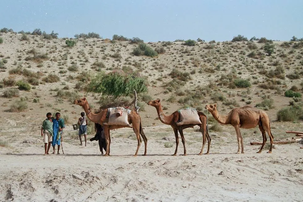 Camel Train