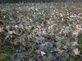 Water Lilies