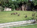 Date Plantation