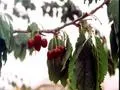 Cherries