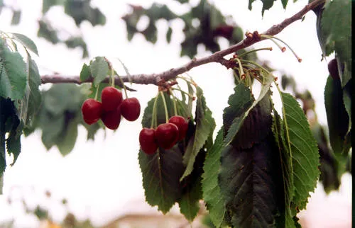 Cherries